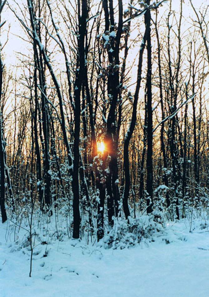 Tief stehende Wintersonne zwischen Bäumen
